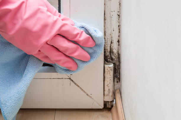 Best Post-Flood Mold Remediation in Fairfield, AL